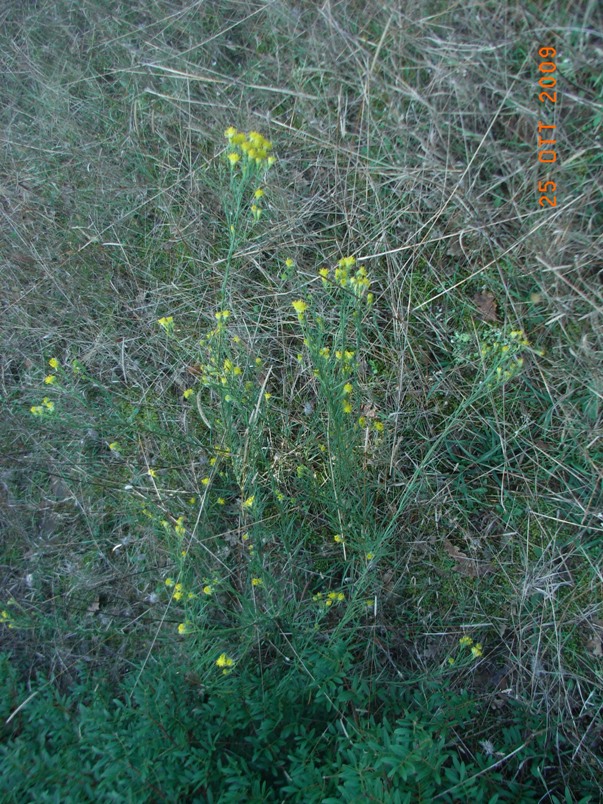 Galatella linosyris (=Aster linosyris) / Astro spillo d''oro